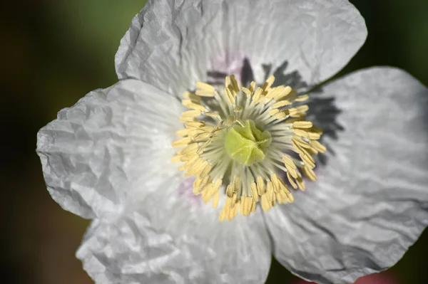 在绿地里的一些白色的罂粟 — 图库照片#