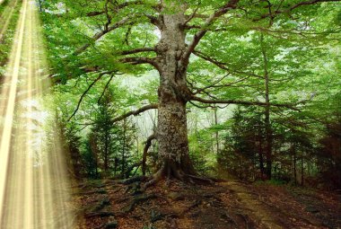 Büyülü ormandaki büyük yaşlı bir ağaç.