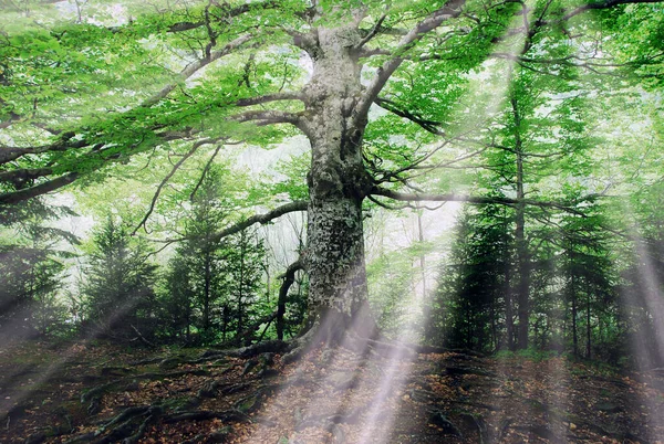Gran Árbol Viejo Bosque Encantado — Foto de Stock