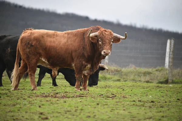 Taureau Espagnol Avec De Grandes Cornes Dans Un Elevage De Betail Elevage Bovin Bull Stock Photo