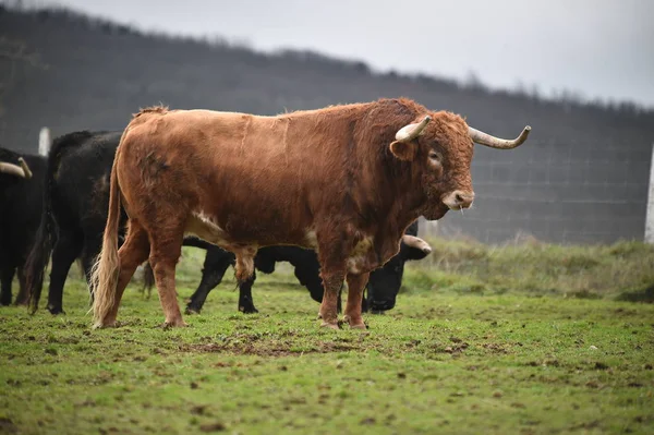 Taureau Espagnol Avec De Grandes Cornes Dans Un Elevage De Betail Elevage Bovin Bull Stock Photo