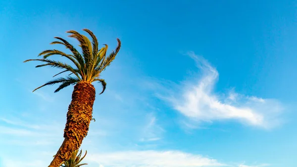 Grüne Palme am blauen Himmel tagsüber — Stockfoto