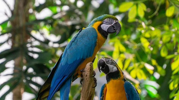 Two colorful tropical parrots on a branch — Stock Photo, Image