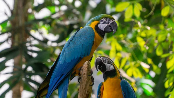 Dos loros tropicales coloridos en una rama Fotos de stock