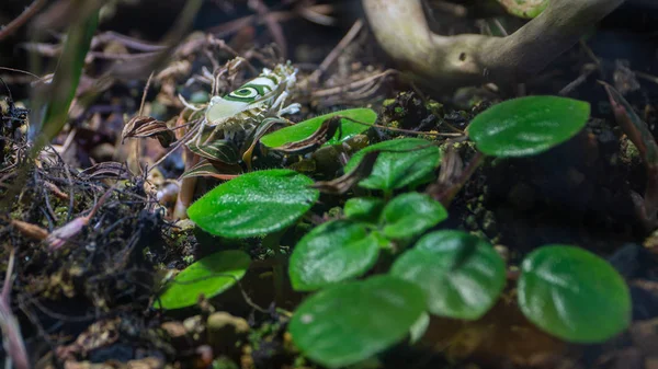 Close-up van een stekelige bloem mantis, Pseudocreobotra wahlbergii — Stockfoto