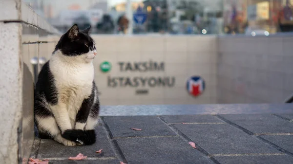 Taksim metro istasyonunun önünde siyah beyaz kedi