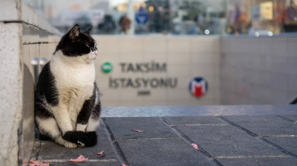Gato blanco y negro fuera de la estación de metro Taksim Fotos de stock libres de derechos