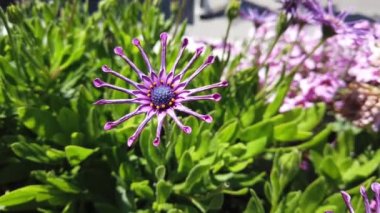 San Francisco, Usa - Ağustos 2019: Afrikalı Daisy Osteospermum Balıkçılar Rıhtımı 'nda rüzgarlı bir yaz gününde
