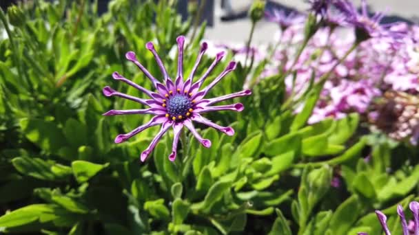 2019年8月 旧金山 在渔民码头的一个多风的夏日里 非洲的Daisy Osteospermum — 图库视频影像