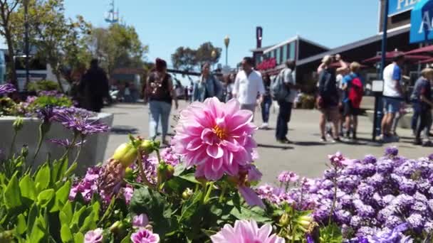 サンフランシスコ アメリカ 8月2019 漁師の埠頭39の花風の強い夏の日に歩く観光客と埠頭 — ストック動画