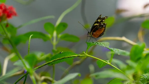 Uma borboleta ona uma planta com flores azuis — Fotografia de Stock