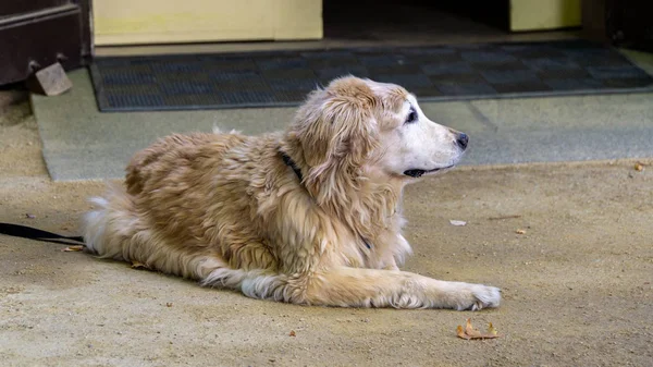Bir Golden Retriever Uzağa dikkatlice bakıyor