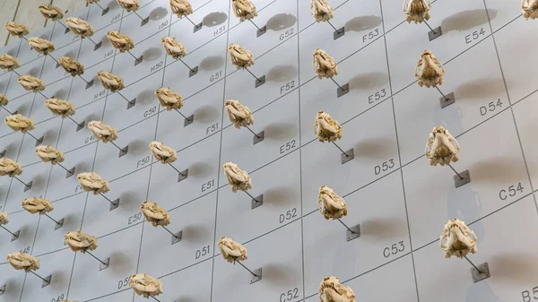 Muralla de cráneos de animales en el Museo de la Academia de Ciencias de California en San Francisco — Foto de Stock