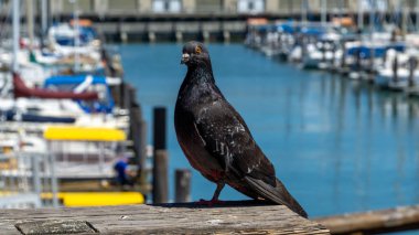 San Francisco, Usa - Ağustos 2019: Bulanık arkaplanı olan bir güvercinin Macro çekimi