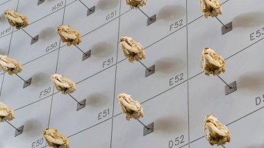 San Francisco, USA - August 2019: Close up of animal skulls on the wall of California Academy of Sciences Museum in San Francisco