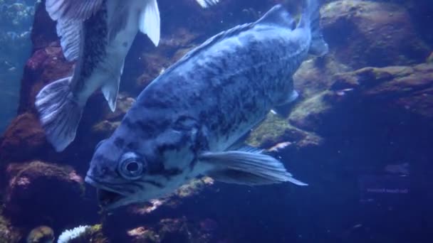 Сан Франциско Сша Август 2019 Года Удивительная Рыба Аквариуме Калифорнийской — стоковое видео