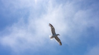 San Francisco, ABD - Ağustos 2019: Açık kanatlı martı açık bir yaz gökyüzünde uçuyor