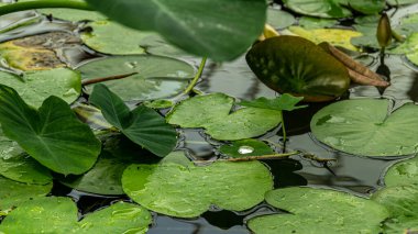 San Francisco, ABD - Ağustos 2019: Yağmurdan sonra su damlaları ile ıslak zambaklar