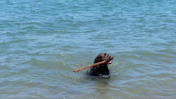 San Francisco, ABD - Ağustos 2019: Ağzında sopayla yüzme oyunu oynayan siyah bir köpek