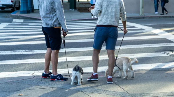 San Francisco Usa August 2019 Dogs Owners Shorts Waiting Pedestrian — Stock Photo, Image