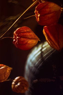 Karanlık arka planda Physalis tesisi