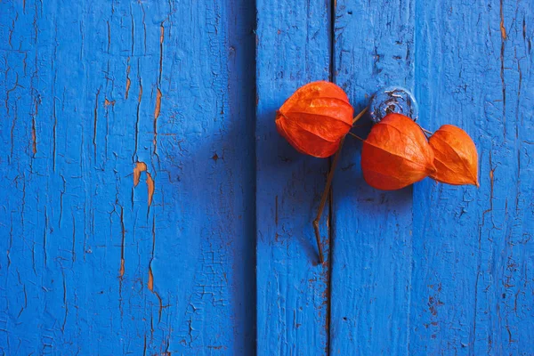 Physalis rostlina na modré dřevěné pozadí — Stock fotografie