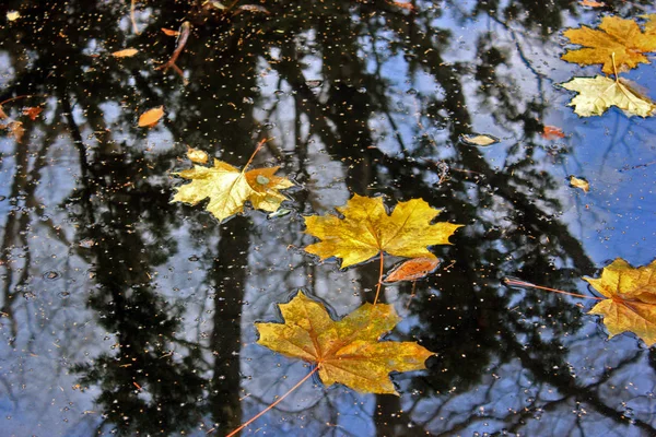 水に落ちた葉 — ストック写真