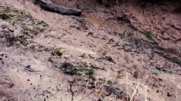 Mudflow na floresta de inverno — Vídeo de Stock