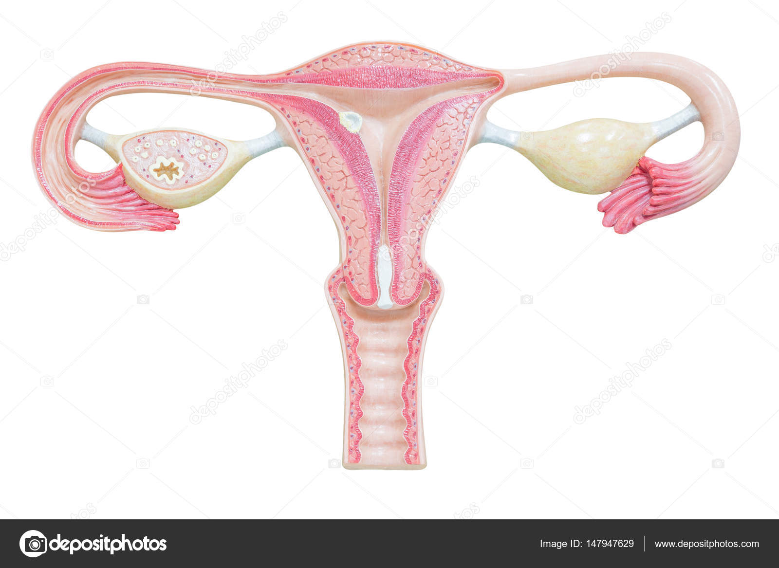 Female Reproductive System Isolated On White Background Stock Photo Image By C Kinwun Female Reproductive System Isolated On White Background Stock Photo Image By C Kinwun