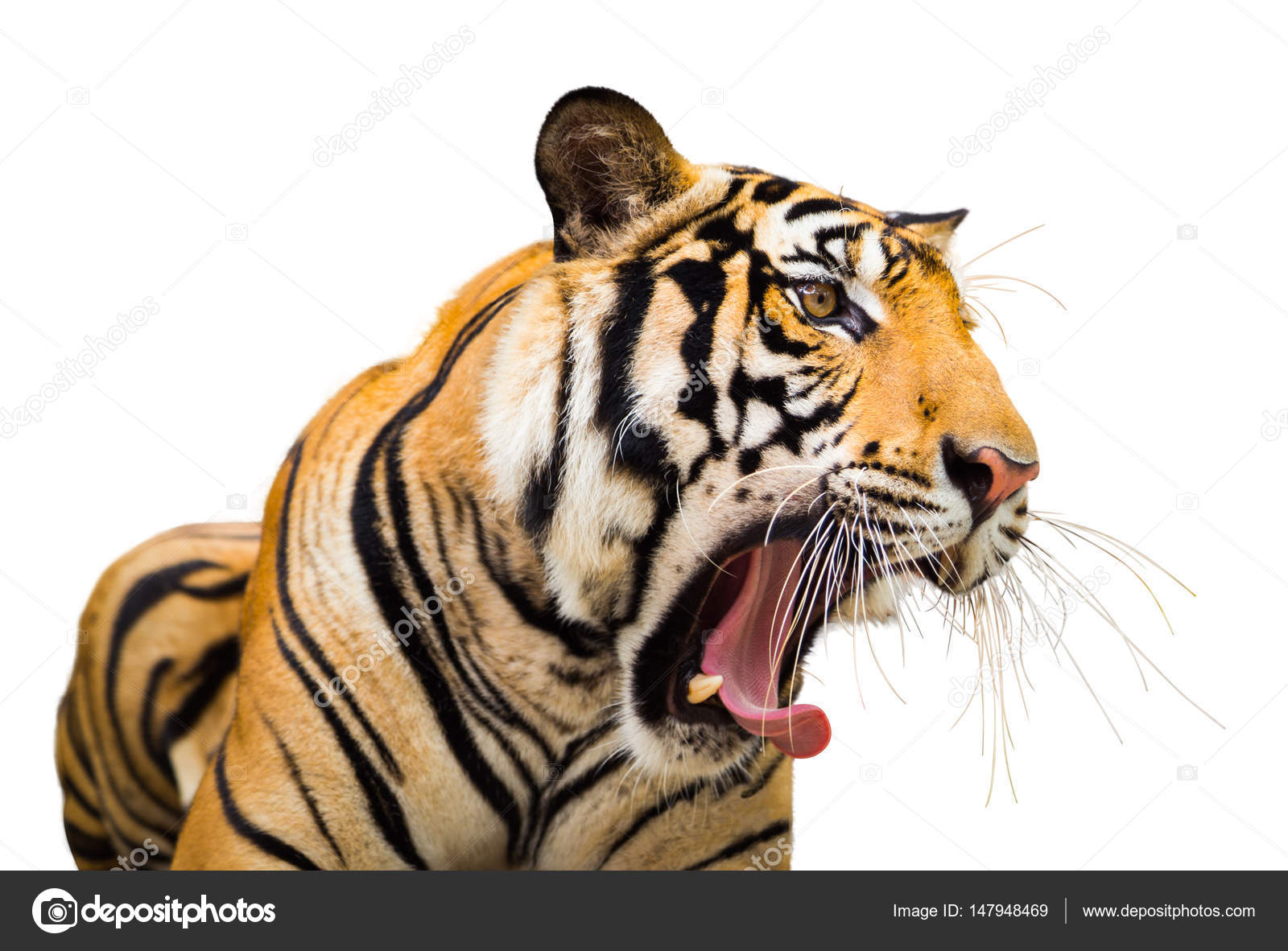 Siberian Tiger Roaring isolate on white background — Stock Photo © Kinwun  #147948469, image size:1600x1182