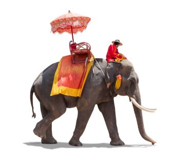 Fil Ayutthaya, Tayland turist için. kırpma yolu ile beyaz arka plan üzerinde izole