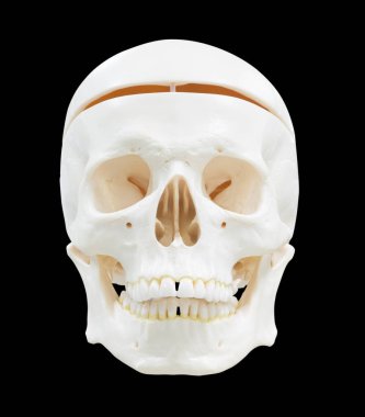 Kafatası görüntü kırpma yoluyla izole 