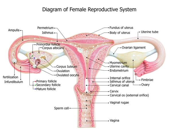 女性の生殖システム イメージ図 — ストック写真