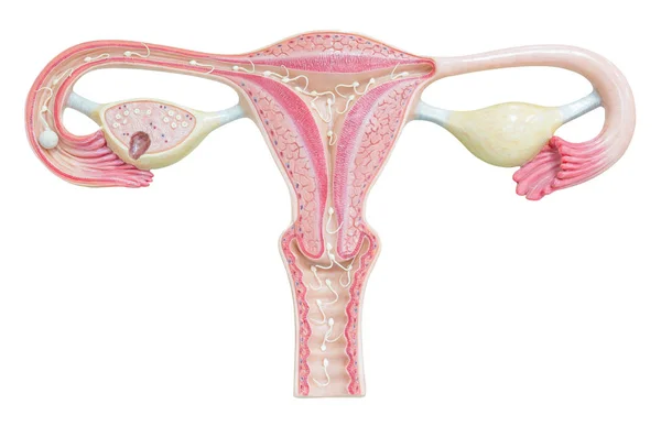 クリッピング パスと白い背景に分離された女性の生殖システム — ストック写真