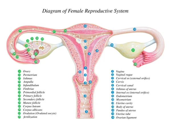 Sistema reprodutivo feminino, diagrama de imagens — Fotografia de Stock