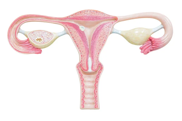 Sistema reprodutivo feminino isolado sobre fundo branco — Fotografia de Stock