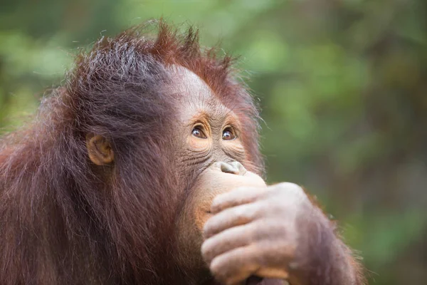 Fechar o pensamento Chimpanzé — Fotografia de Stock