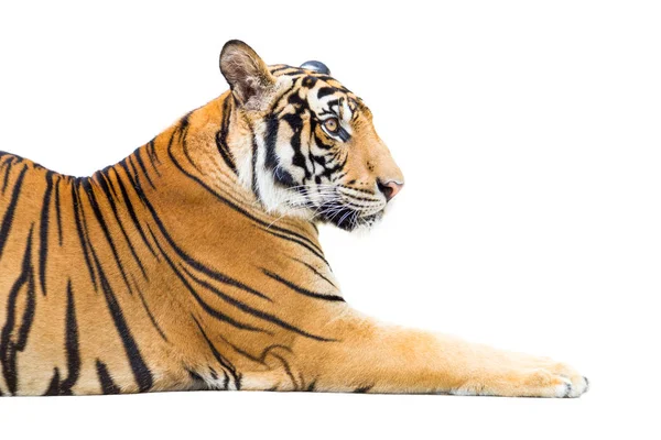 Jovem tigre isolado no fundo branco — Fotografia de Stock