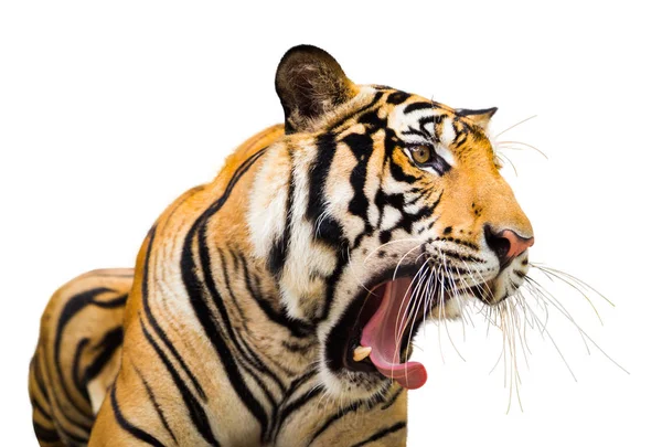 Ревущий сибирский тигр изолирован на белом фоне — стоковое фото
