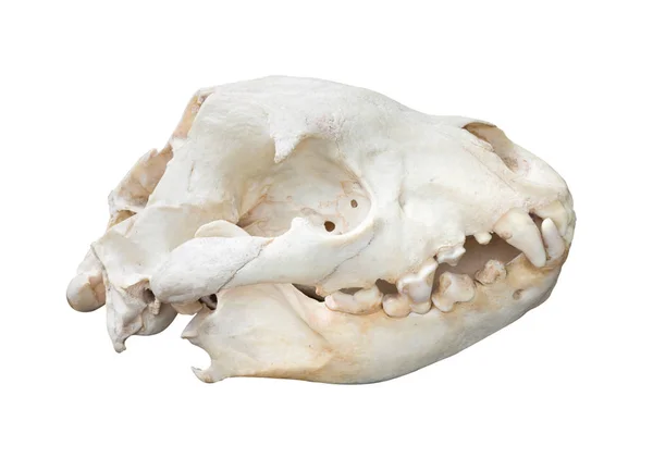 Manchado Hyaena crânio isolado no fundo branco com caminho — Fotografia de Stock