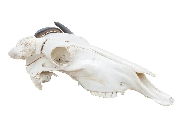 Blue wildebeest κεφάλι κρανίο που απομονώνονται σε λευκό φόντο — Φωτογραφία Αρχείου