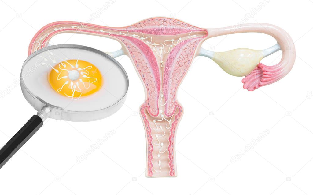 sperms and egg being fertilized isolated on white background with clipping path
