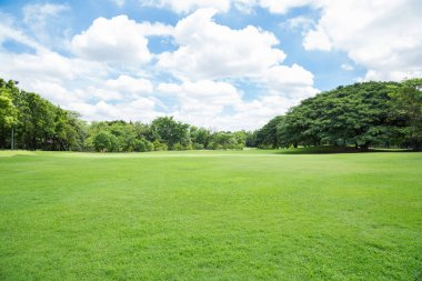 büyük kent park alanında yeşil çimen 
