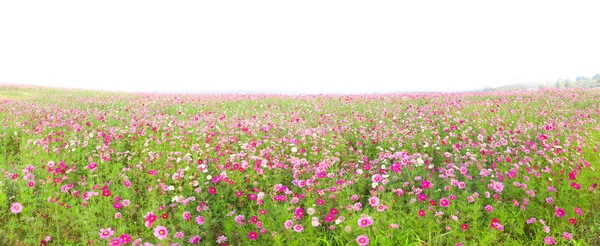 Nádherné panorama cosmos květiny pole izolované na bílém — Stock fotografie