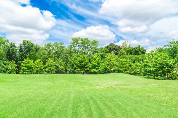 büyük kent park alanında yeşil çimen 