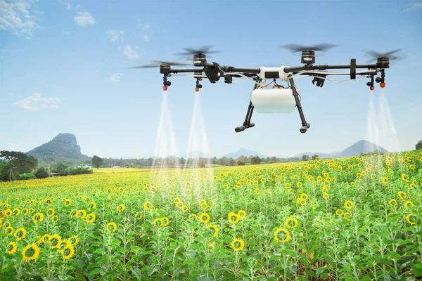 Agriculture drone spraying water fertilizer on the sunflower field