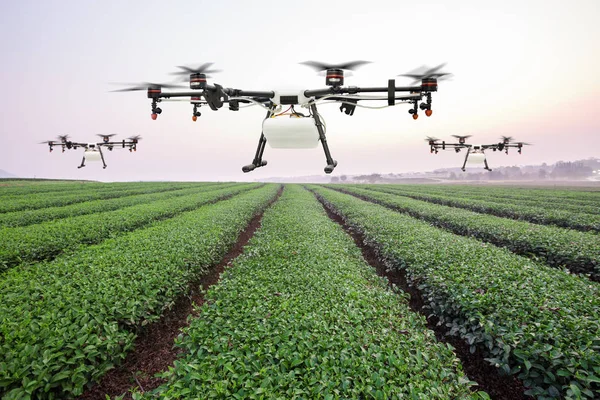Landwirtschaftliche Drohne fliegt bei Sonnenaufgang über die grüne Teefläche — Stockfoto