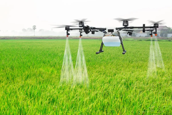 Agrardrohne fliegt zu versprühtem Dünger auf die Reisfelder — Stockfoto