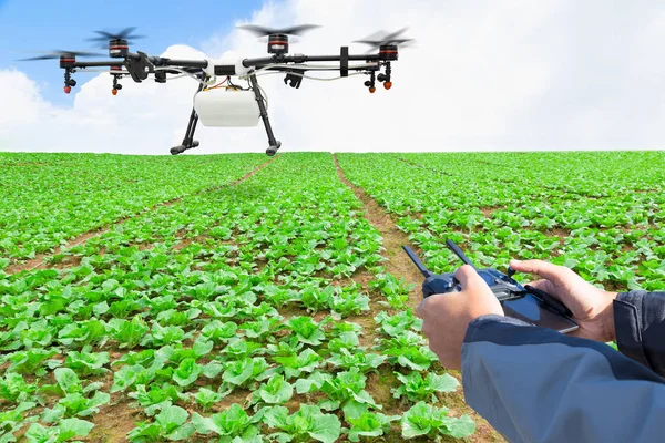 Landwirt steuert Agrar-Drohne zu versprühtem Dünger auf dem Salatfeld — Stockfoto