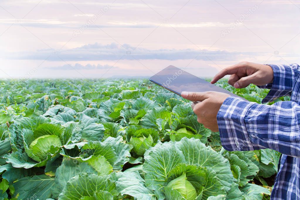 Farmer using digital tablet checking in agricultural growing activity on cabbage field